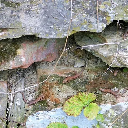 Prázdninový dům Marmann - Large Osann-Monzel